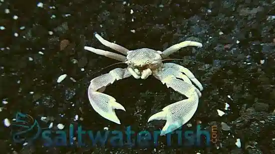 Anemone Crab - South Pacific