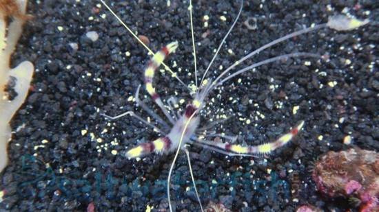 Coral Banded Shrimp: Yellow - Eastern Asia