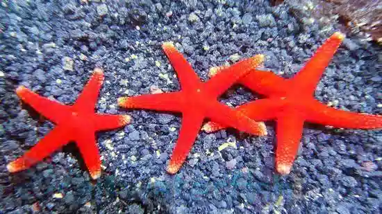 African Red Knob (Red Tip) Starfish