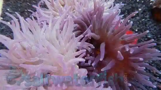 Long Tentacle Anemone: Purple