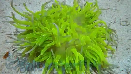 Long Tentacle Anemone: Ultra