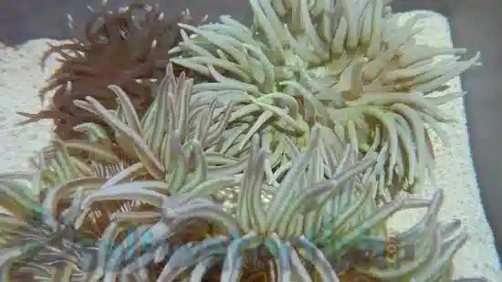 Long Tentacle Anemone Green