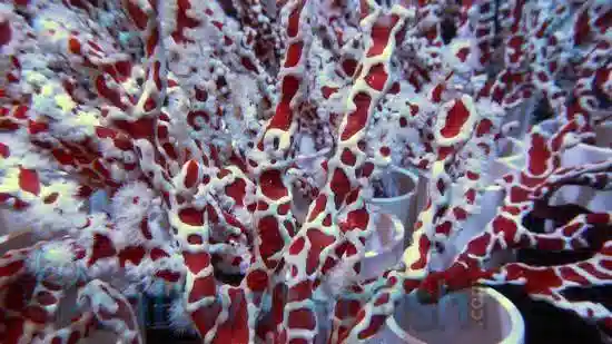 Spider Sponge - Australia