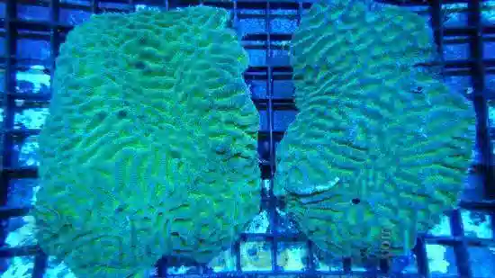 Platygyra Brain Coral Worm Scribble: Super Color