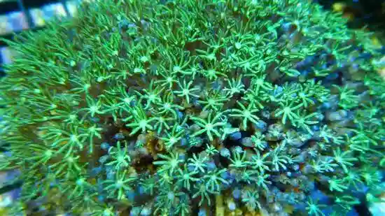 Organ Pipe Coral: Green - Central Pacific