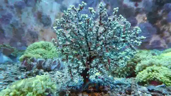 Blueberry Gorgonian