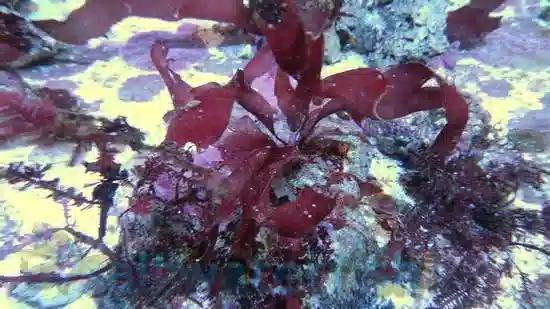 Assorted Plant on Rock: Red