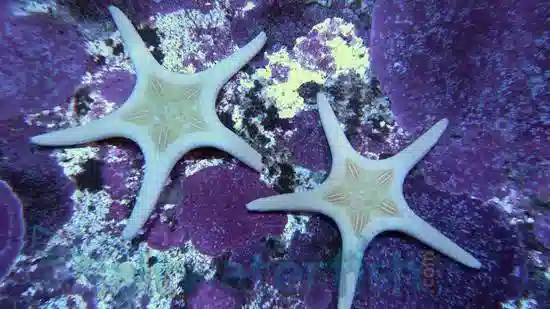 Double Tile Starfish: Orange - Australia