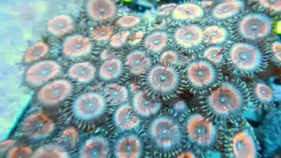 Colony Rock (Zoa): Pink Super