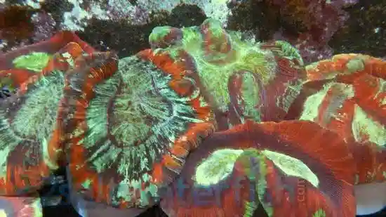 Brain Coral - Red - Fiji