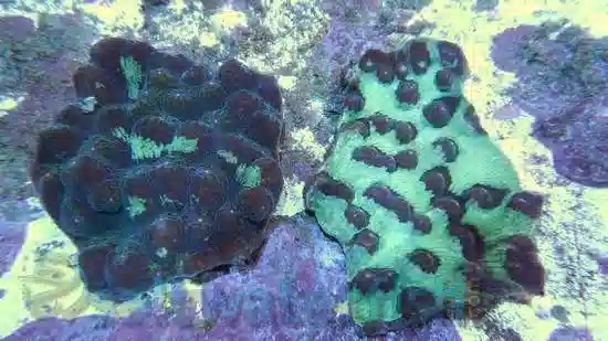 Chalice Echinophyllia Coral: Super Color - Australia