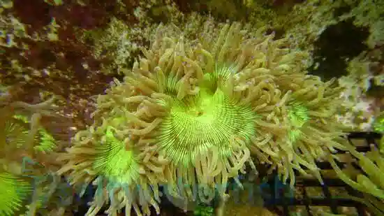 Elegance Coral