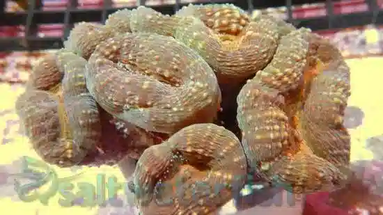 Lobophyllia Brain Coral: Super Colored