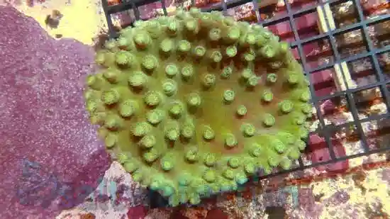 Green Cup Coral: Large Polyp - Australia