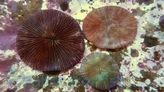 Fungia Plate Coral