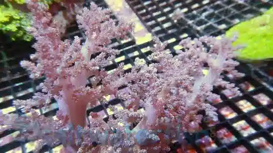 Lemnalia Soft Coral