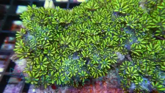 Sympodium Coral: Blue - Aquacultured