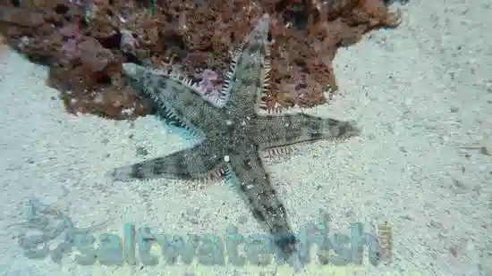 Sand Sifting Starfish