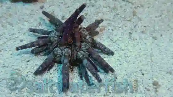 Pencil Urchin - Pacific