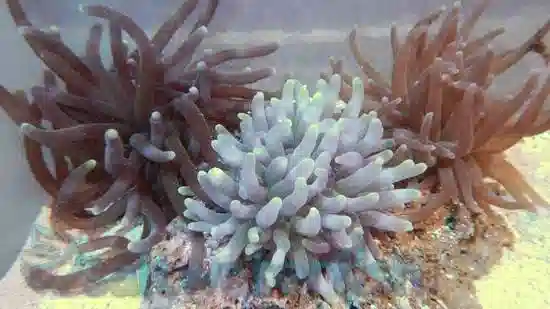 Purple Condylactis Anemone