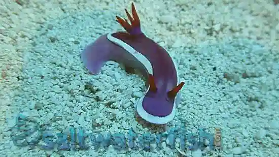 purple sea slug