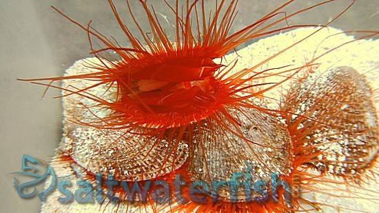 Flame Scallop: White - Atlantic