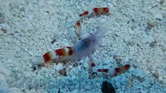 Blue Coral Banded Shrimp - Indo Pacific