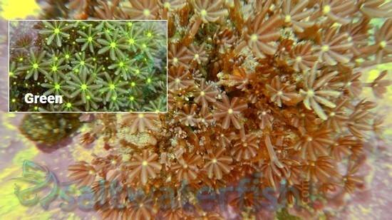 Clove (Daisy) Polyp: Green - Indo Pacific