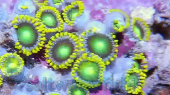 Colony Rock (Zoanthid): Green Super  - - Super Special