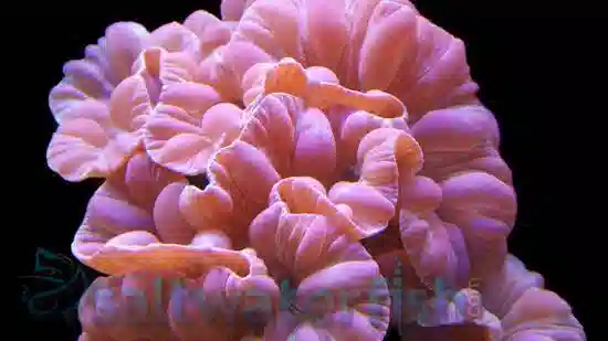 Fox Coral - Aquacultured