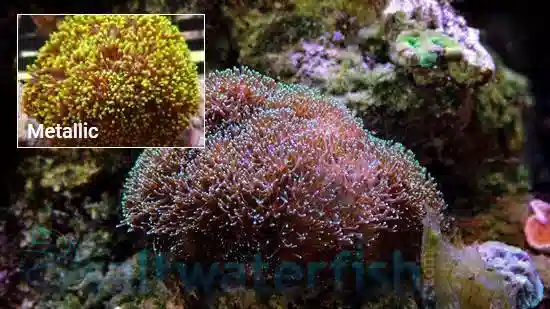 Galaxea Coral Frag: Green w/ Teeth