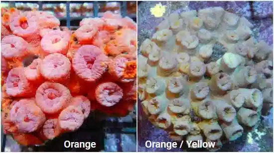 Sun Coral Tubastrea: Orange - Australia - Save 22%