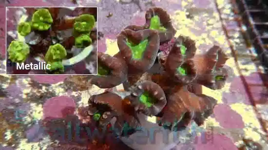 Trumpet Candy Cane Coral - Central Pacific