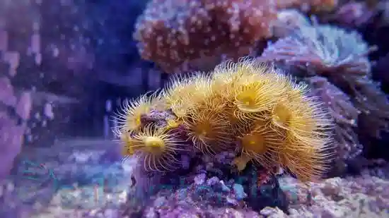 Yellow Polyp: Nano - Aquacultured