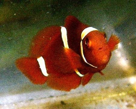 Gold Stripe Maroon Clownfish - Captive Bred