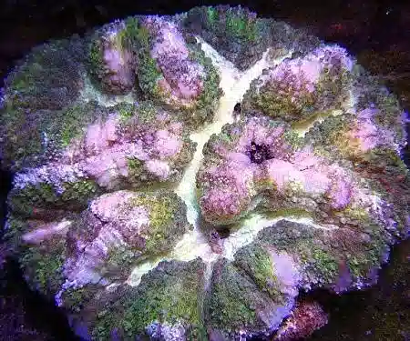 Symphyllia Brain Coral: Color