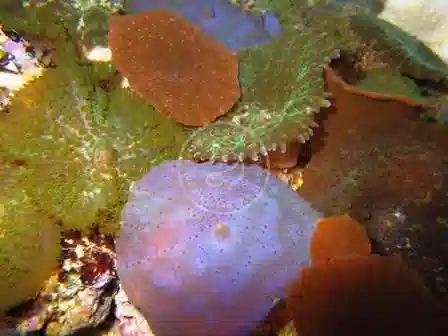 Mushroom Coral - Rainbow Multi-Rock