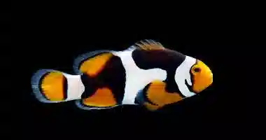 Onyx Percula Clownfish Premium - Captive Bred Grade A 