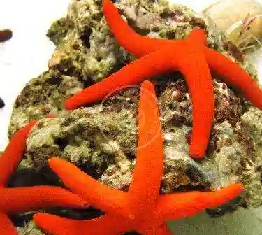 Starfish, Saltwater Star Fish, Blue Linckia, Orange Sea Star