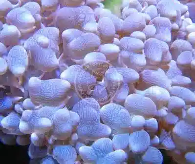 Bubble Pearl Coral: Green