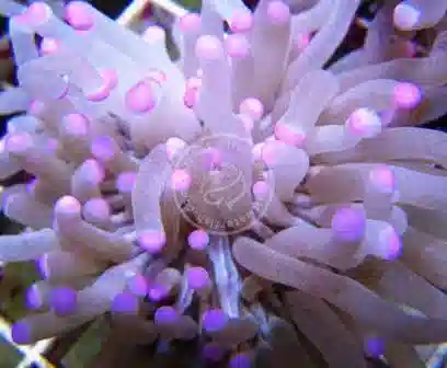 Plate Coral - Pink Tip Long Tentacle