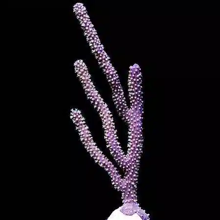 AQUA - GORGONIAN Purple Candelabra