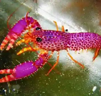 Purple Lobster - Indian Ocean