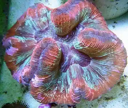 Brain Coral: Red Super