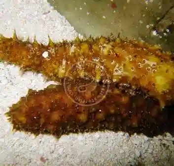 Sand Sifting Cucumber