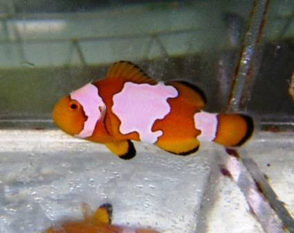 Snowflake Ocellaris Clownfish - Captive Bred