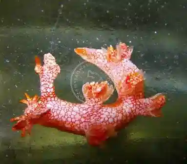 Spanish Dancer Nudibranch - Atlantic