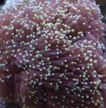 Torch Coral - Large