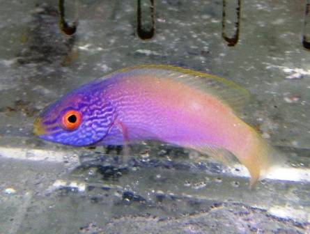 Rhomboid Golden Fairy Wrasse