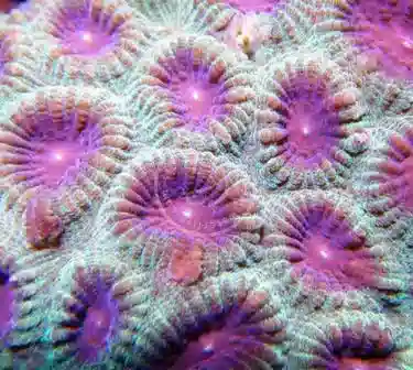 Maroon Favites Frag